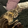 cat, gray_cat, furry, pet, animal, lying_down, belly_up, paws, toe_beans, whiskers, eyes, relaxed, sleepy, playful, indoor, bed, blanket, pillows, cozy, portrait