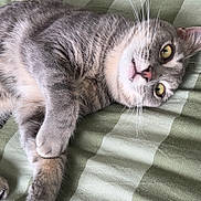 Leo is registered to the contest to win money with this photo: cat, gray_cat, white_cat, pet, animal, feline, whiskers, green_eyes, pink_nose, fur, paws, lying_down, upside_down, bed, bedspread, checkered_pattern, indoors, portrait, close_up, relaxed