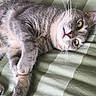 cat, gray_cat, white_cat, pet, animal, feline, whiskers, green_eyes, pink_nose, fur, paws, lying_down, upside_down, bed, bedspread, checkered_pattern, indoors, portrait, close_up, relaxed