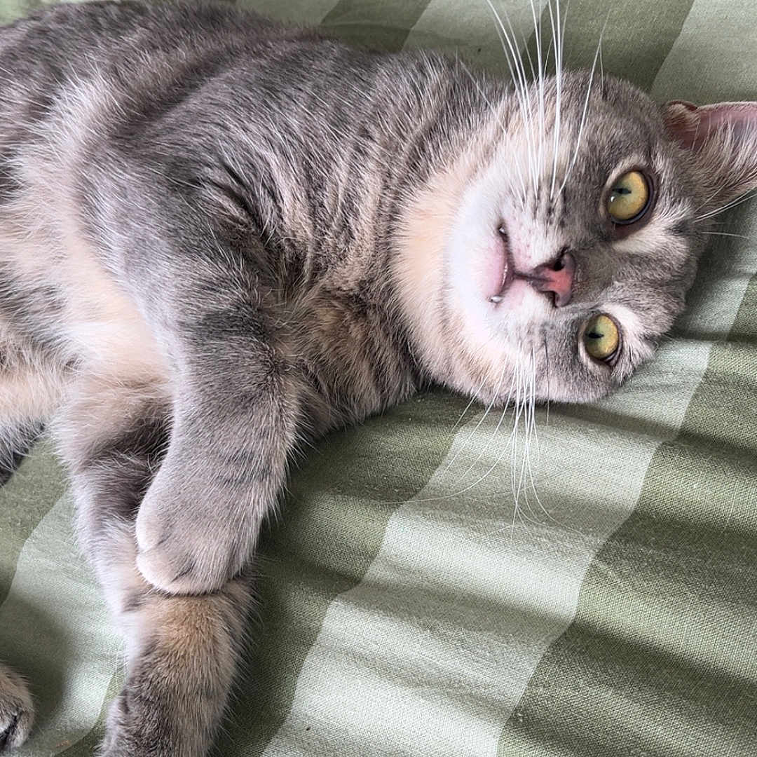 Leo is registered to the contest to win money with this photo: cat, gray_cat, white_cat, pet, animal, feline, whiskers, green_eyes, pink_nose, fur, paws, lying_down, upside_down, bed, bedspread, checkered_pattern, indoors, portrait, close_up, relaxed