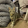cat, tabby, kitten, pet, animal, standing, tail, whiskers, ears, eyes, portrait, indoor, home, living_room, chair, checkered, blanket, bed, pillows, carpet