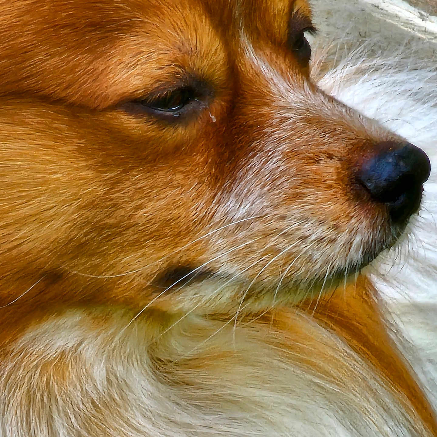 Chewbacca joined the competition — help win amazing prizes! animal, canine, chihuahua, cockerspaniel, collie, dog, eskimodog, fox, hound, papillon, person, pet, puppy, redfox, sleeping, snout