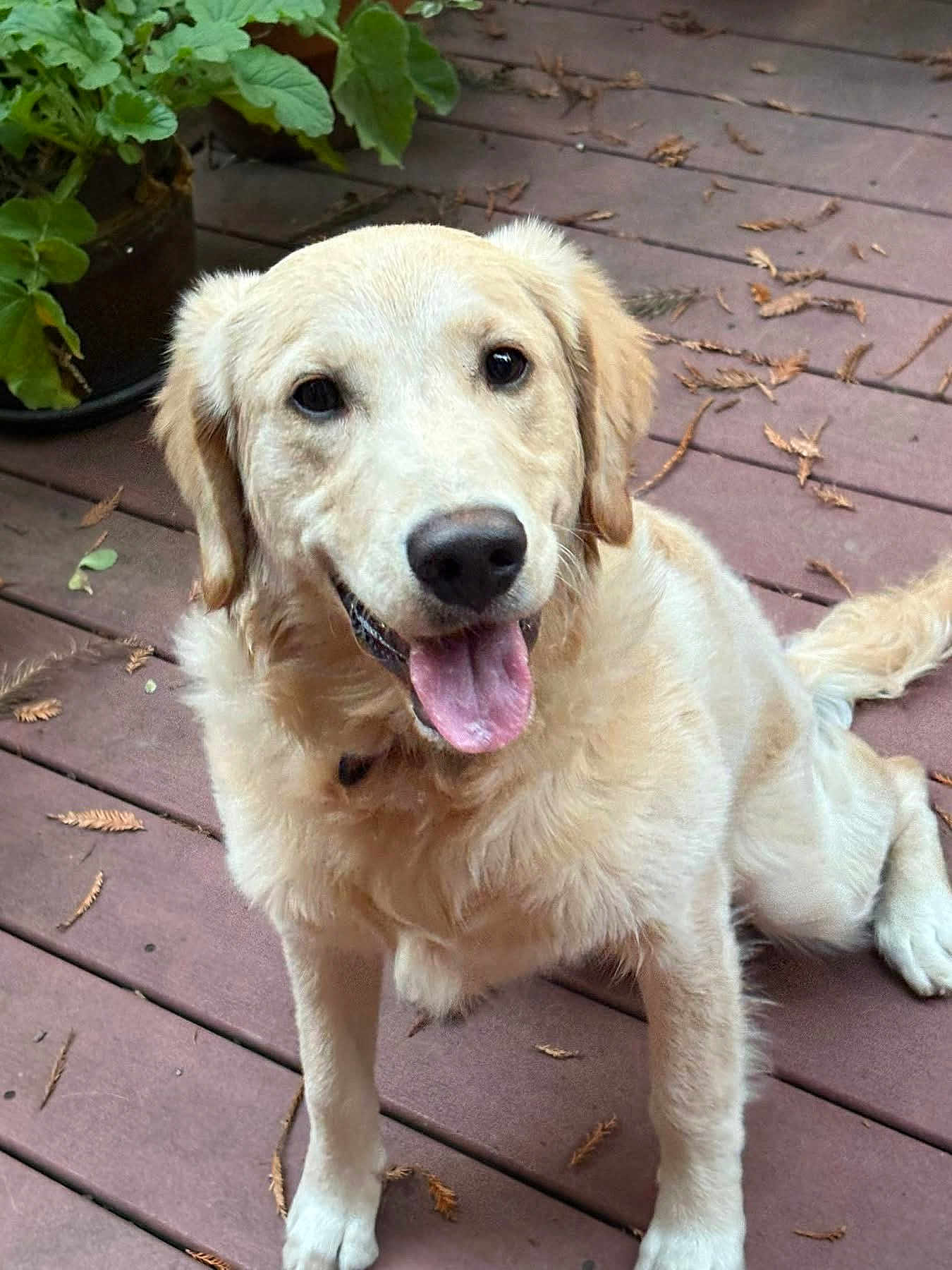 Sinta joined the competition — help win amazing prizes! dog, golden_retriever, pet, animal, canine, outdoor, deck, wooden_floor, tongue_out, happy, sitting, leaves, plant, potted_plant, fur, friendly, daylight, nature, domestic_animal, companion