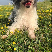 Carly joined the competition — help win amazing prizes! dog, grass, flowers, outdoor, sunny, happy, tongue_out, black_and_white, fluffy, nature, field, pet, canine, summer, closeup, grass_field, playful, animal, daylight, sky