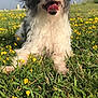 dog, grass, flowers, outdoor, sunny, happy, tongue_out, black_and_white, fluffy, nature, field, pet, canine, summer, closeup, grass_field, playful, animal, daylight, sky