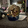 cat, tabby_cat, bowl, couch, indoor, living_room, furniture, pet, whiskers, curious, animal, domestic_cat, gray, soft_focus, relaxed, cozy, home, blurred_background, orange, black