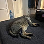 cat, tabby_cat, indoor, furniture, door, water_jug, clothing, fabric, pet, animal, fur, paw, tail, carpet, relaxing, looking_up, shadow, household, cozy, resting