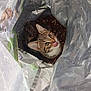 Patte Blanche a rejoint le concours — aidez-le/la à gagner de superbes lots ! cat, tabby_cat, plastic_bag, curious, tongue_out, indoor, pet, animal, feline, looking_up, brown, white, striped, ears, whiskers, close_up, container, bag, playful, cute