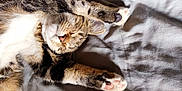 Patte Blanche a rejoint le concours — aidez-le/la à gagner de superbes lots ! cat, tabby, sleeping, paws, pink_paw_pads, stretching, fur, whiskers, nose, ears, blanket, gray, soft, sunlight, relaxation, cozy, indoor, pet, animal, cute