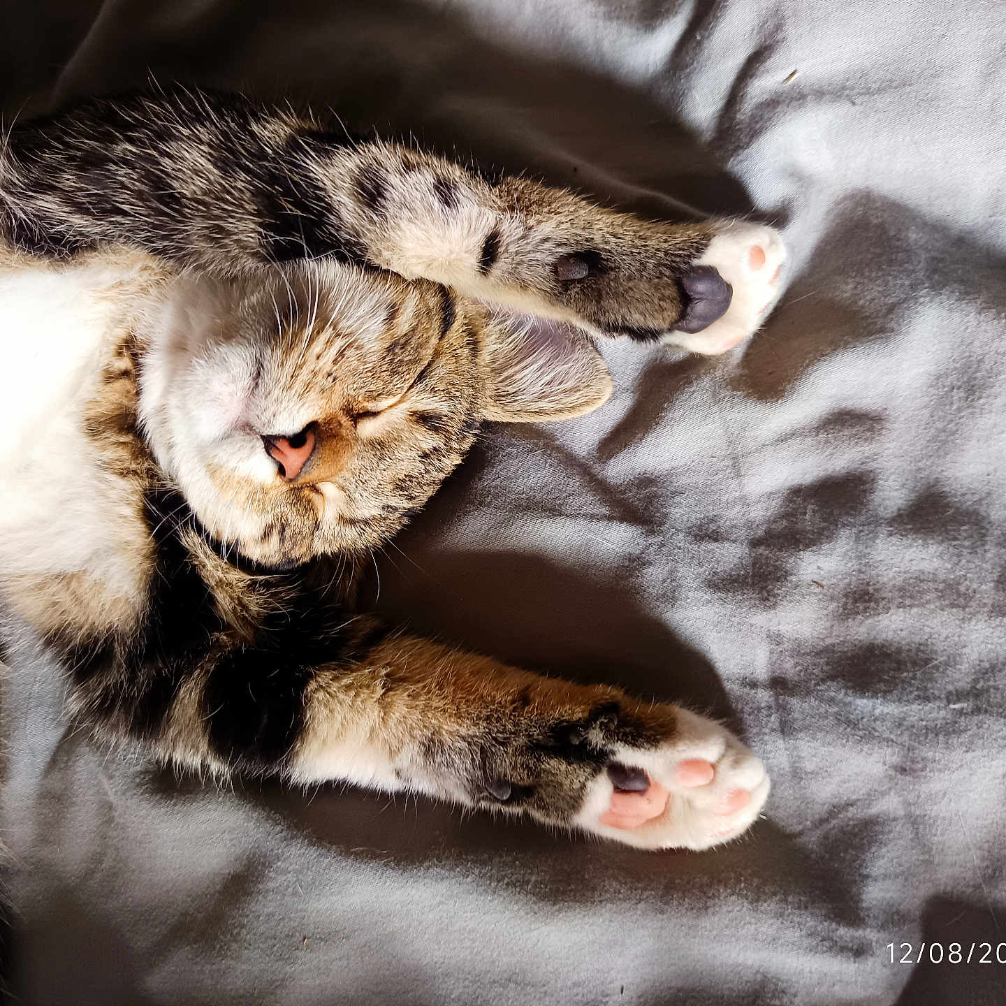 Patte Blanche a rejoint le concours — aidez-le/la à gagner de superbes lots ! animal, blanket, cat, cozy, cute, ears, fur, gray, indoor, nose, paws, pet, pink_paw_pads, relaxation, sleeping, soft, stretching, sunlight, tabby, whiskers