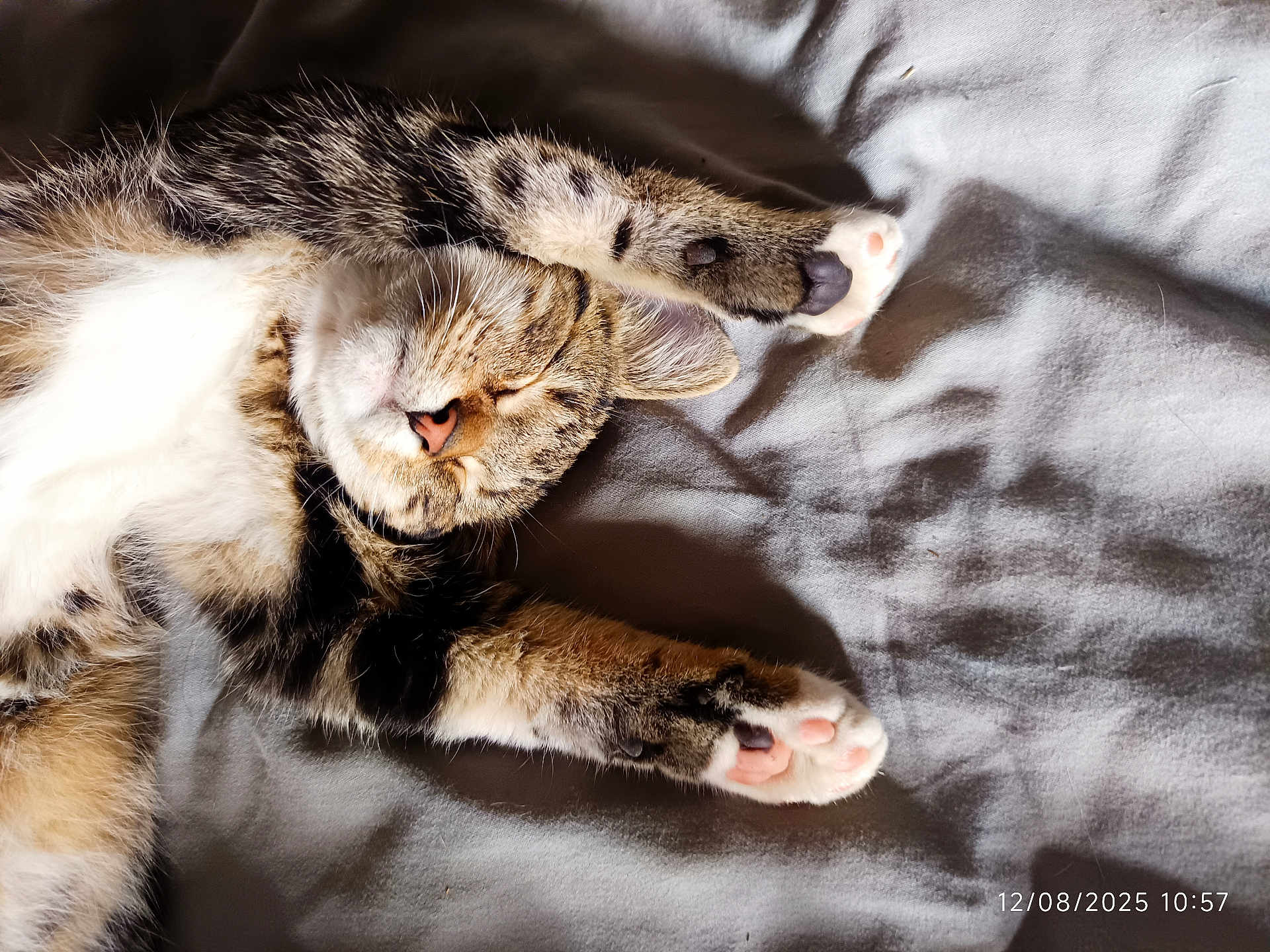 Patte Blanche a rejoint le concours — aidez-le/la à gagner de superbes lots ! cat, tabby, sleeping, paws, pink_paw_pads, stretching, fur, whiskers, nose, ears, blanket, gray, soft, sunlight, relaxation, cozy, indoor, pet, animal, cute