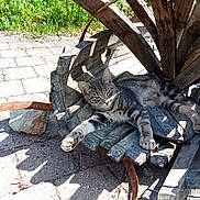 Yum participe au concours pour gagner de l'argent avec cette photo : cat, tabby_cat, wood, rustic, wheel, outdoor, sunlight, shadow, stone_pavement, greenery, relaxed, sleepy, animal, pet, nature, texture, daylight, resting, feline, closeup