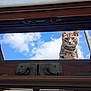 Yum a rejoint le concours — aidez-le/la à gagner de superbes lots ! cat, tabby, sky, cloud, window, skylight, curious, looking, outdoor, animal, pet, feline, daylight, blue_sky, wood, metal, nature, closeup, portrait, face