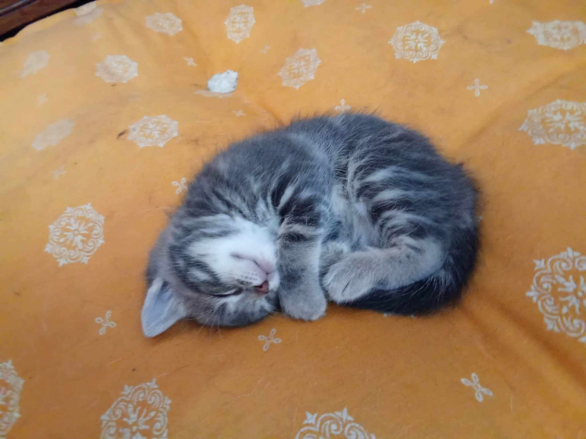 Yum participe au concours pour gagner de l'argent avec cette photo : kitten, cat, sleeping, curled_up, fur, striped, pet, animal, cozy, blanket, orange, pattern, resting, cute, domestic, young, small, whiskers, paw, indoor