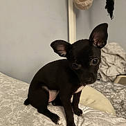 Penny is registered to the contest to win money with this photo: puppy, dog, black_dog, bed, bedspread, indoor, pet, small_dog, ears, cute, animal, fur, looking, sitting, cozy, home, curious, portrait, canine, domestic_animal