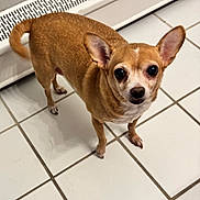 Baby joined the competition — help win amazing prizes! dog, chihuahua, small_dog, tan, pet, animal, indoor, floor, tile, ears, eyes, standing, curious, looking_up, companion, cute, mammal, domestic_animal, alert, friendly