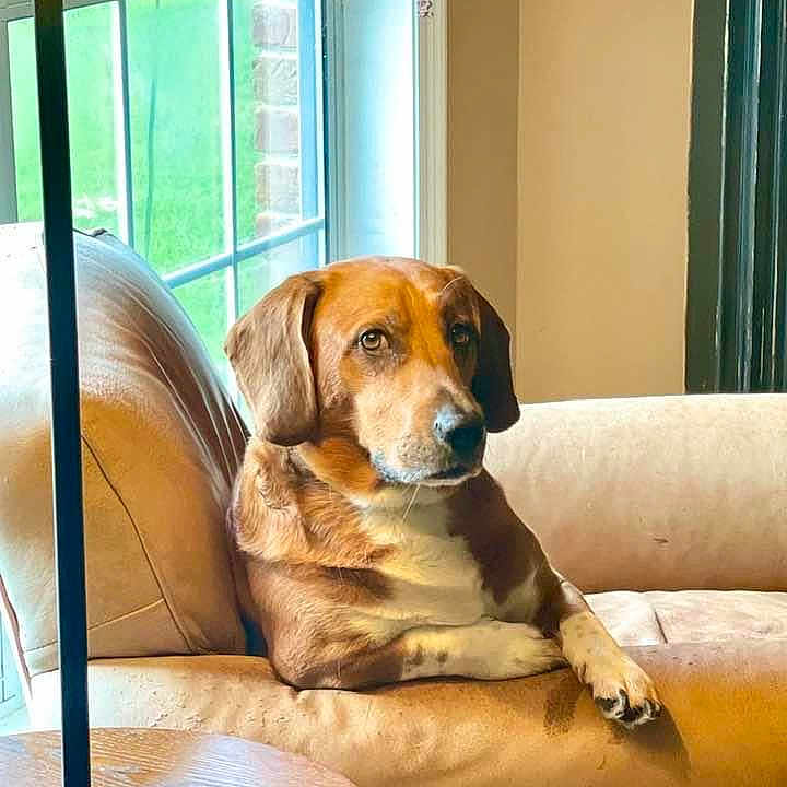 Dak joined the competition — help win amazing prizes! animal, architecture, building, canine, chair, couch, cushion, dog, floorlamp, furniture, homedecor, hound, indoors, lamp, livingroom, pet, pillow, puppy, room, tablelamp