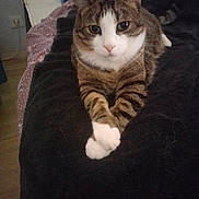 Maiko participe au concours pour gagner de l'argent avec cette photo : animal, bed, blanket, cat, cozy, cute, domestic_cat, ears, feline, fur, home, indoor, looking_at_camera, pet, relaxed, resting, striped, tabby, whiskers, white_paws