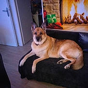 Laika participe au concours pour gagner de l'argent avec cette photo : animal, architecture, building, canine, chair, couch, cushion, dog, door, fireplace, furniture, germanshepherd, homedecor, husky, indoors, interiordesign, livingroom, pet, room, wood