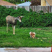 Ginger joined the competition — help win amazing prizes! deer, dog, grass, backyard, fence, vine, leaves, tree, house, sky, cloud, suburban, pet, animal, outdoor, nature, curious, greenery, small_dog, wildlife