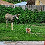 deer, dog, grass, backyard, fence, vine, leaves, tree, house, sky, cloud, suburban, pet, animal, outdoor, nature, curious, greenery, small_dog, wildlife