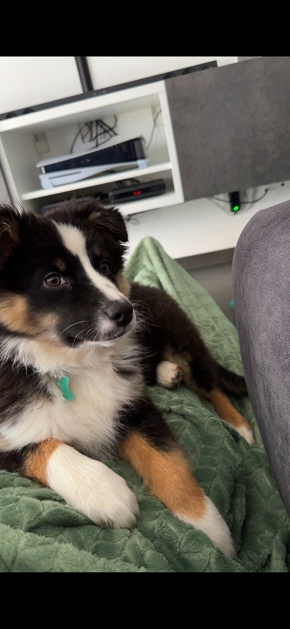 Ulya participe au concours pour gagner de l'argent avec cette photo : australian_shepherd, border_collie, carnivore, companion_dog, cooktop, dog, dog_breed, flooring, fur, gas_stove, herding_dog, home_appliance, kitchen_appliance, kitchen_stove, room, terrestrial_animal, whiskers, working_animal, working_dog