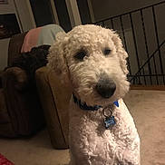 Charlie joined the competition — help win amazing prizes! carnivoran, cockapoo, companion_dog, dog, dog_breed, dog_breed_group, dog_like_mammal, goldendoodle, irish_soft_coated_wheaten_terrier, lagotto_romagnolo, miniature_poodle, poodle, poodle_crossbreed, schnoodle, snout, spanish_water_dog, standard_poodle