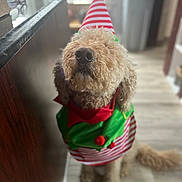 Gorda joined the competition — help win amazing prizes! animal, brown_fur, close_up, costume, curly_hair, cute, dog, elf_outfit, festive, floor, green, hat, holiday, indoor, nose, pet, red, sitting, tail, wooden_floor