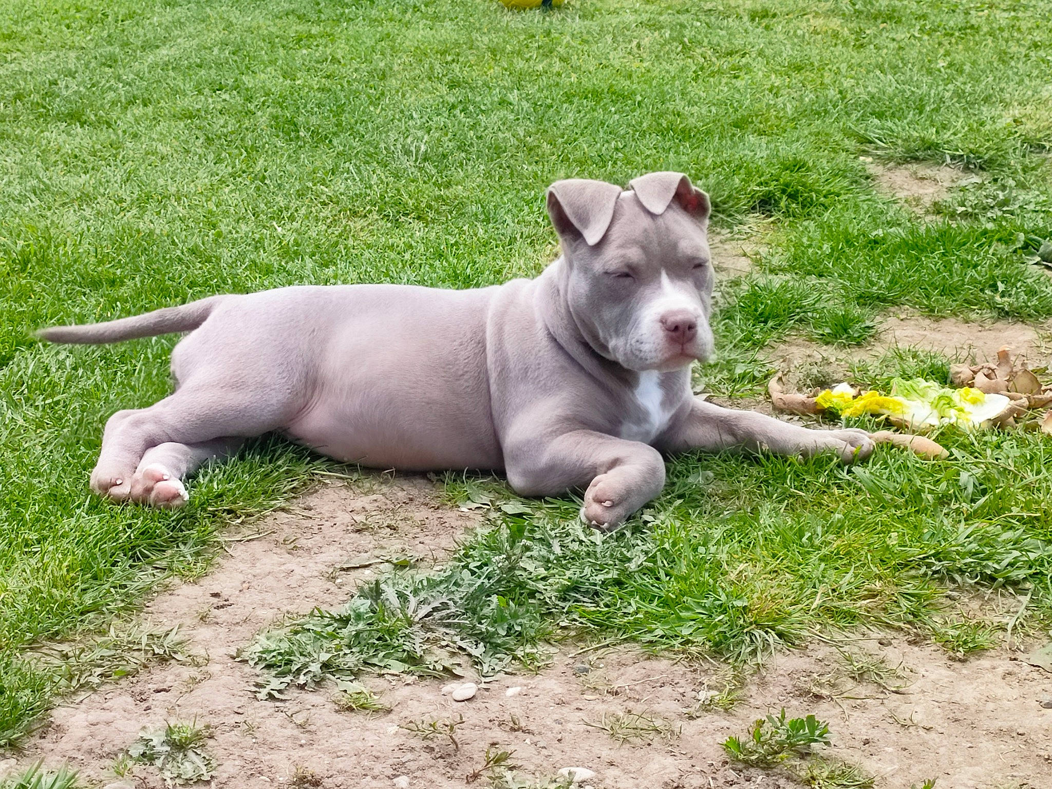 Rita a rejoint le concours — aidez-le/la à gagner de superbes lots ! bulldog, canidae, carnivore, companion_dog, dog, dog_breed, fawn, grass, grassland, groundcover, herbaceous_plant, non_sporting_group, pasture, paw, plant, snout, sporting_group, tail, terrestrial_animal, wildlife