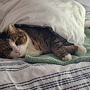 Yona participe au concours pour gagner de l'argent avec cette photo : cat, tabby_cat, blanket, bed, striped_bedding, pillow, resting, cozy, indoor, pet, feline, fur, whiskers, green_towel, sleepy, relaxed, cute, domestic_cat, comfort, home
