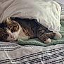 cat, tabby_cat, blanket, bed, striped_bedding, pillow, resting, cozy, indoor, pet, feline, fur, whiskers, green_towel, sleepy, relaxed, cute, domestic_cat, comfort, home