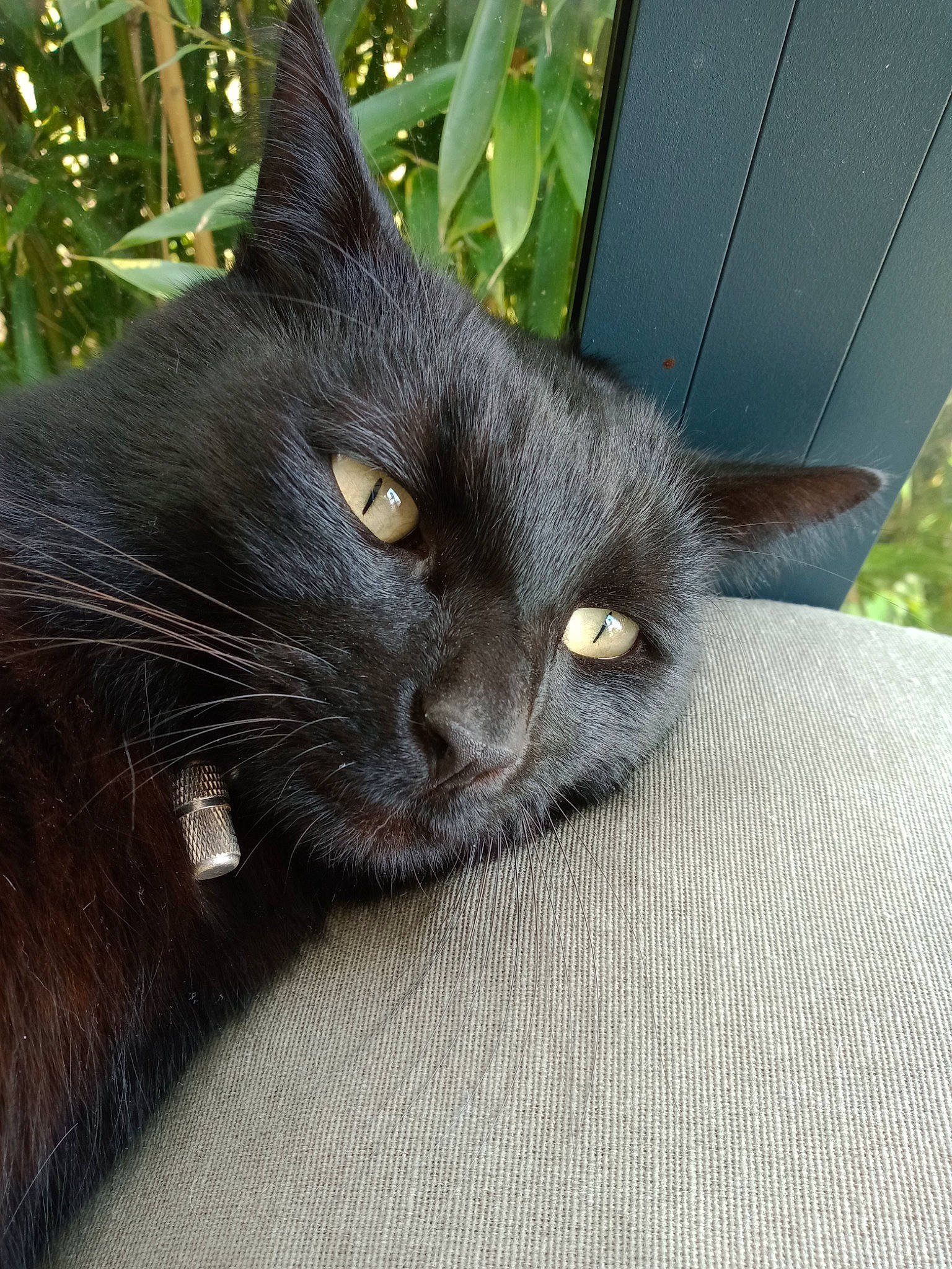 Sangha participe au concours pour gagner de l'argent avec cette photo : black_cat, bombay, carnivore, cat, claw, domestic_short_haired_cat, felidae, fur, grass, havana_brown, plant, small_to_medium_sized_cats, snout, tail, terrestrial_animal, whiskers