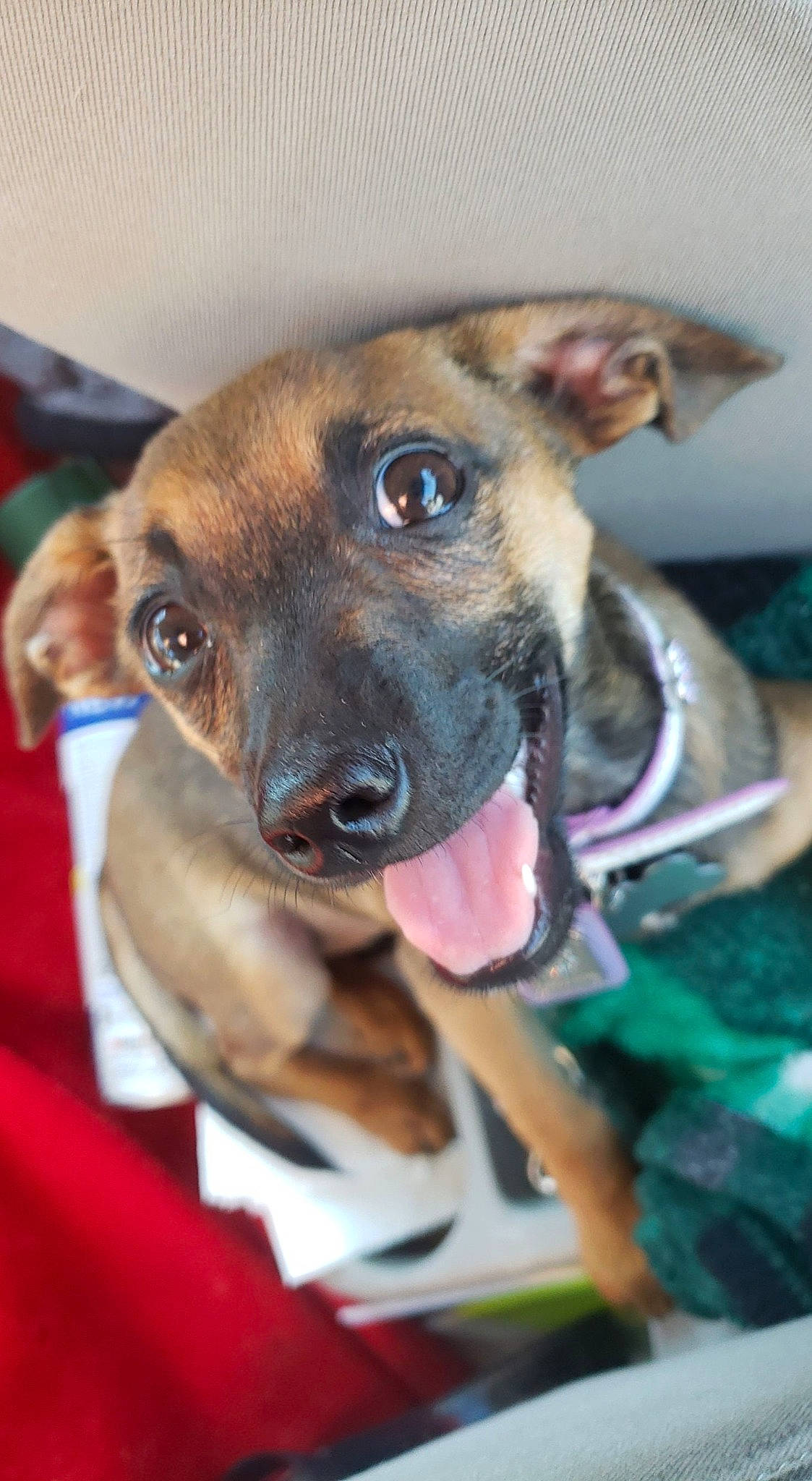 Hemi is registered to the contest to win money with this photo: canidae, carnivore, collar, companion_dog, dog, dog_breed, dog_collar, dog_supply, ear, fawn, fur, non_sporting_group, snout, sporting_group, terrestrial_animal, toy_dog, whiskers, working_dog