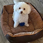 Soju joined the competition — help win amazing prizes! dog, white_dog, pet_bed, blue_ball, wooden_floor, fluffy, small_dog, indoor, cute, playful, toy, tail_wagging, cozy, brown_bed, looking_up, animal, companion, domestic, puppy, fur