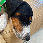Atos a rejoint le concours — aidez-le/la à gagner de superbes lots ! dog, puppy, sleeping, collar, green_collar, black_fur, brown_fur, white_fur, couch, leather, indoors, closeup, snout, paw, relaxed, pet, animal, cute, resting, floor