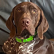Ulk a rejoint le concours — aidez-le/la à gagner de superbes lots ! dog, brown_dog, close_up, pet, collar, green_collar, indoor, couch, fur, ears, face, animal, canine, looking, sitting, domestic_animal, portrait, attention, speckled_fur, companion