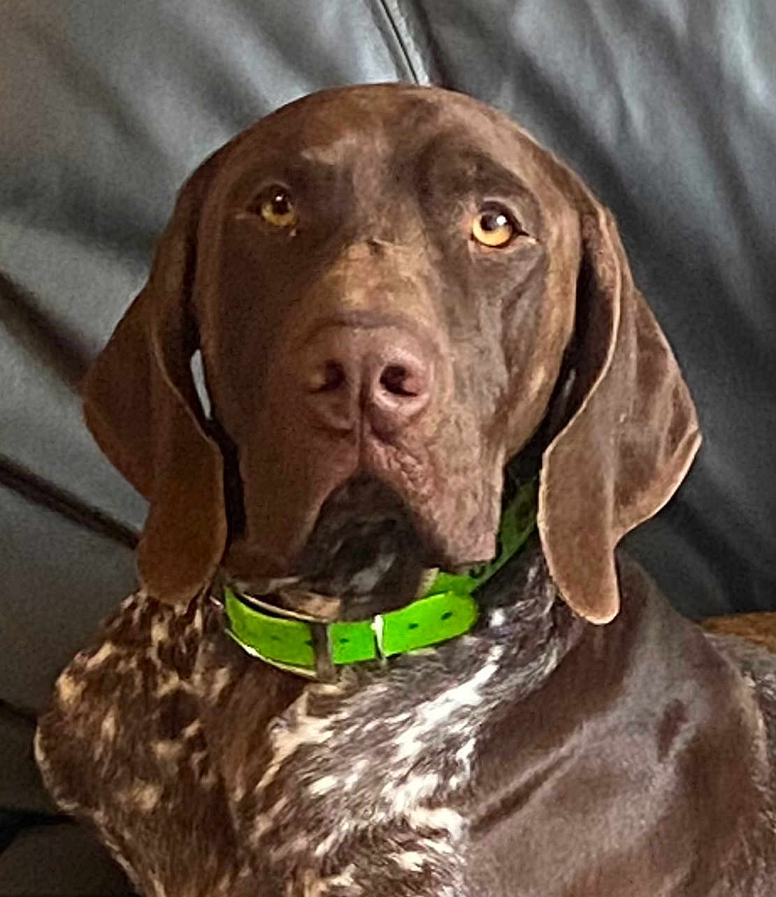 Ulk a rejoint le concours — aidez-le/la à gagner de superbes lots ! dog, brown_dog, close_up, pet, collar, green_collar, indoor, couch, fur, ears, face, animal, canine, looking, sitting, domestic_animal, portrait, attention, speckled_fur, companion