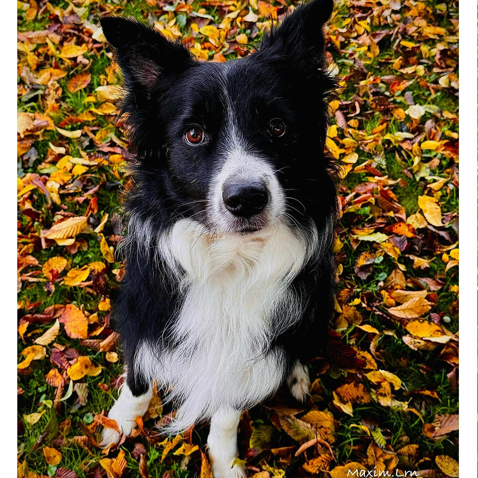 Lény participe au concours pour gagner de l'argent avec cette photo : animal, canine, cockerspaniel, collie, dog, field, grass, grassland, herbal, herbs, husky, leaf, nature, outdoors, pet, plant, puppy, terrier, tree, vegetation