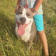 Ruby a rejoint le concours — aidez-le/la à gagner de superbes lots ! animal, canine, child, companion, cute, dog, field, friendship, grass, happy, leash, legs, nature, outdoor, pet, playful, smiling, summer, sunlight, tongue_out