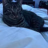 cat, tabby, pet, indoor, bed, bedding, relaxed, feline, animal, whiskers, ears, fur, domestic, resting, comfort, home, curious, lying_down, cozy, room