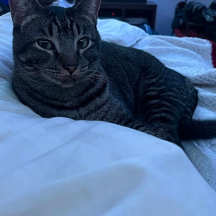 Theo is registered to the contest to win money with this photo: cat, tabby, pet, indoor, bed, bedding, relaxed, feline, animal, whiskers, ears, fur, domestic, resting, comfort, home, curious, lying_down, cozy, room