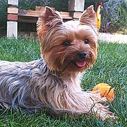 Ostine participe au concours pour gagner de l'argent avec cette photo : animal, backyard, ball, canine, dog, football, grass, lawn, nature, outdoors, pet, plant, pottedplant, puppy, soccer, soccerball, sport, tennis, tennisball, yard