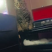 Cash joined the competition — help win amazing prizes! cat, tabby_cat, furniture, table, record_player, crosley, indoor, pet, fluffy, whiskers, ears, eyes, fur, cozy, purple_light, lamp, mirror, drawer, sitting, relaxed