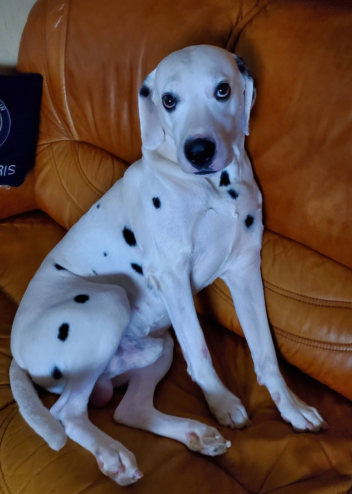 Iron Man participe au concours pour gagner de l'argent avec cette photo : canidae, carnivore, companion_dog, dalmatian, dog, dog_breed, mammal, non_sporting_group, pointer, snout, sporting_group, tail, vertebrate