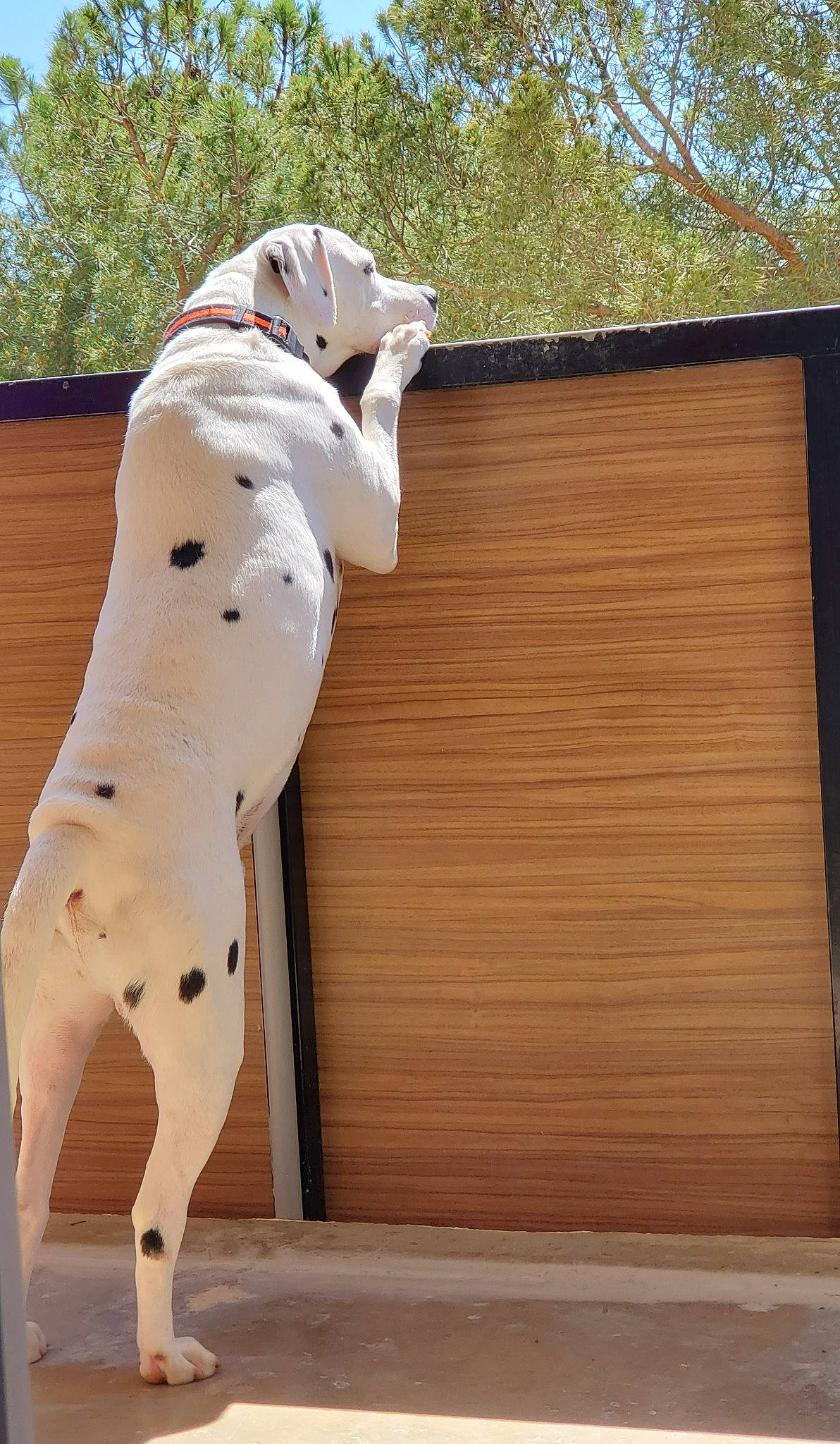 Iron Man participe au concours pour gagner de l'argent avec cette photo : american_bulldog, canidae, carnivore, dalmatian, dog, dog_breed, dogo_guatemalteco, fawn, great_dane, guard_dog, mammal, non_sporting_group, snout, sporting_group, tail