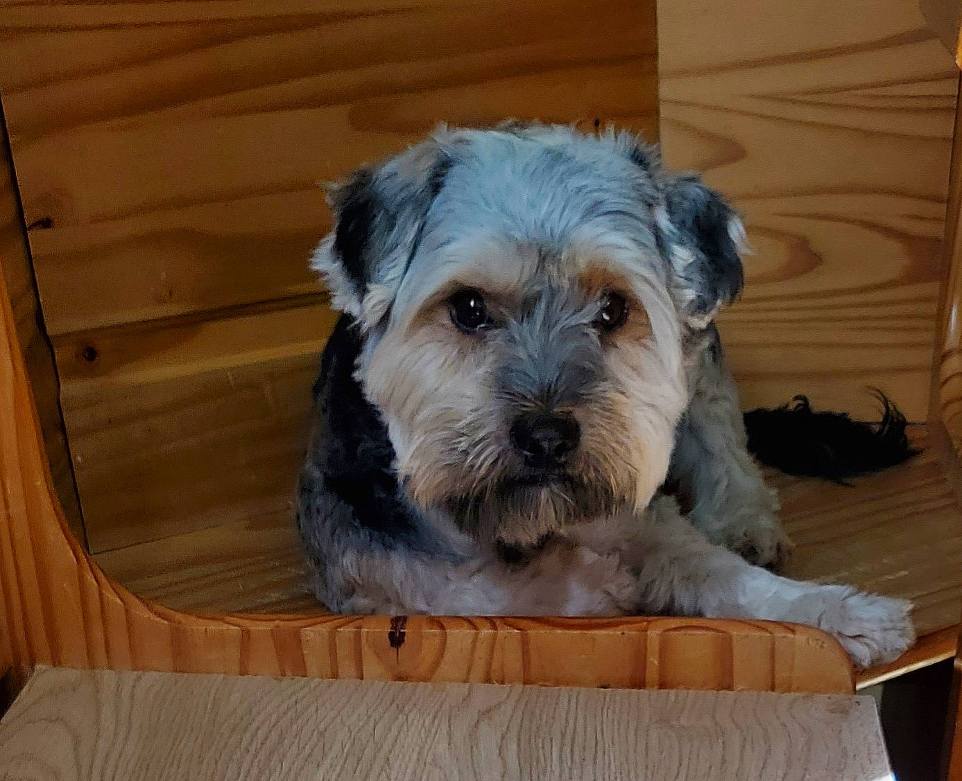 Django participe au concours pour gagner de l'argent avec cette photo : bosnian_coarse_haired_hound, canidae, carnivore, companion_dog, dog, dog_breed, dutch_smoushond, glen_of_imaal_terrier, irish_soft_coated_wheaten_terrier, mammal, miniature_schnauzer, morkie, rare_breed_dog, schnoodle, small_terrier, snout, sporting_group, sporting_lucas_terrier, terrier, vertebrate