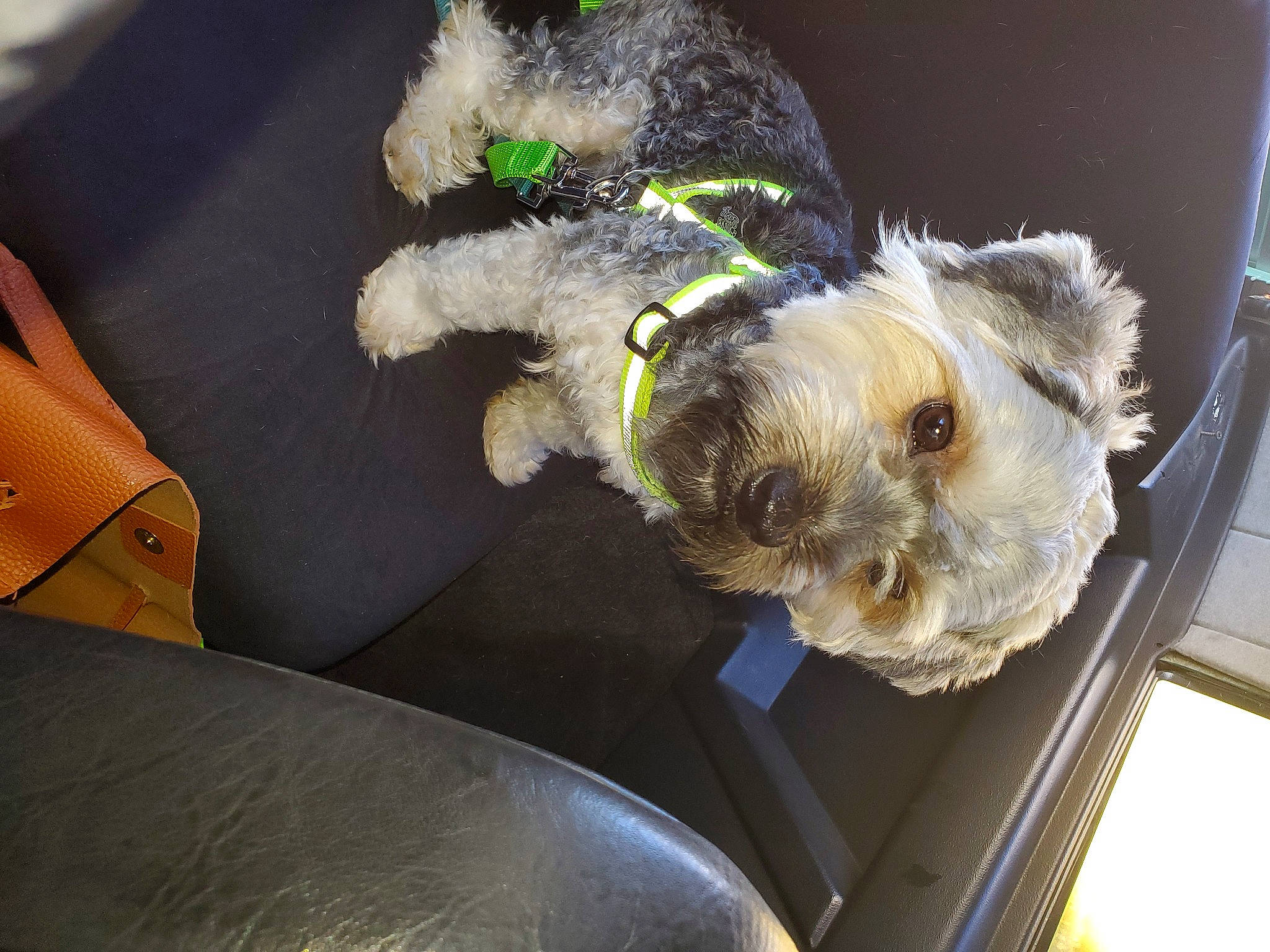 Django participe au concours pour gagner de l'argent avec cette photo : bolonka, canidae, carnivore, cockapoo, companion_dog, dog, dog_breed, havanese, maltepoo, morkie, non_sporting_group, petit_basset_griffon_vendeen, puppy, schnoodle, shih_tzu, sporting_group, sporting_lucas_terrier, toy_dog, toy_poodle, yorkipoo