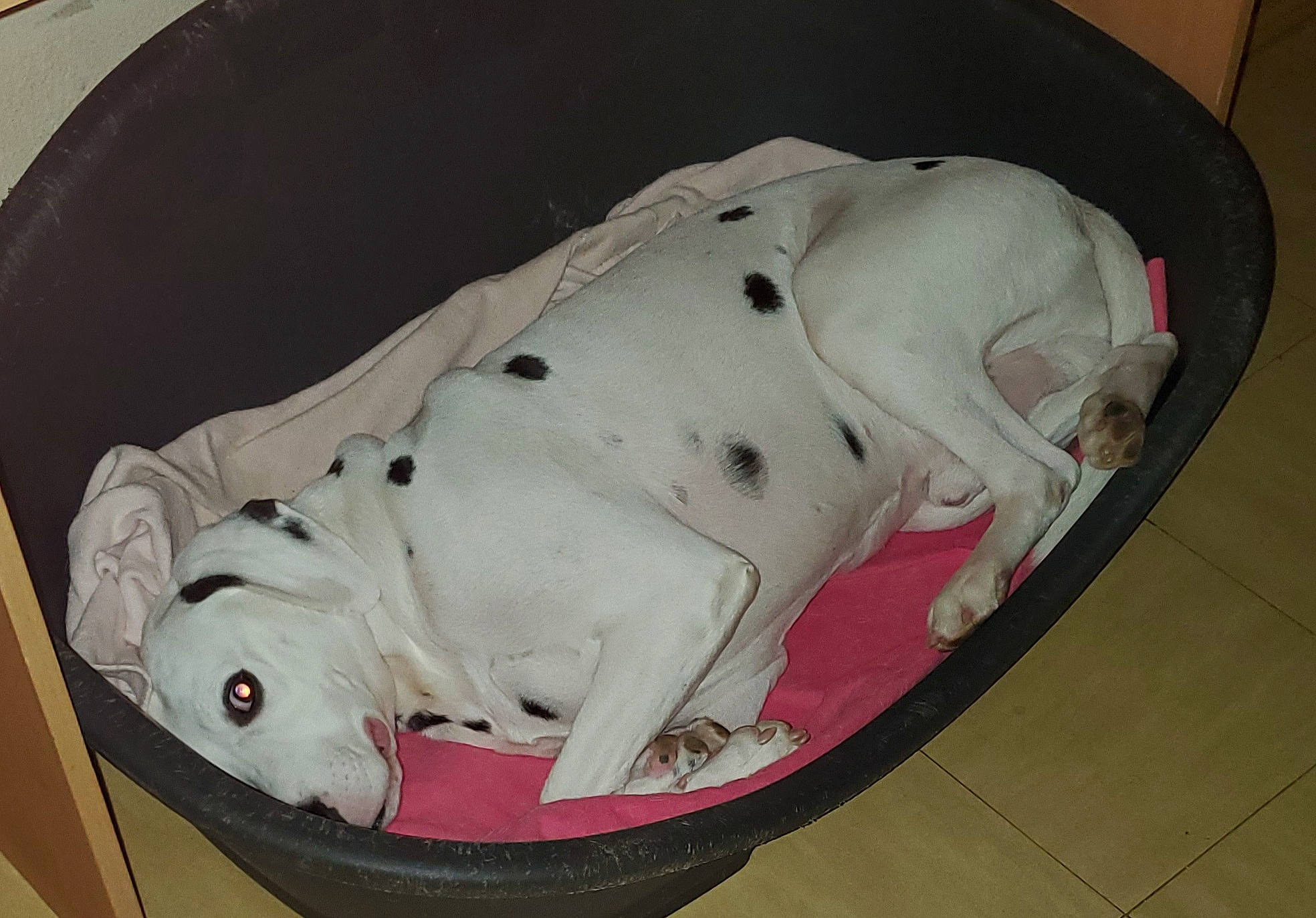 Iron Nelson Django a rejoint le concours — aidez-le/la à gagner de superbes lots ! canidae, carnivore, companion_dog, dog, dog_breed, dog_supply, fawn, mammal, non_sporting_group, pet_supply, snout, sporting_group, tail, working_animal, working_dog