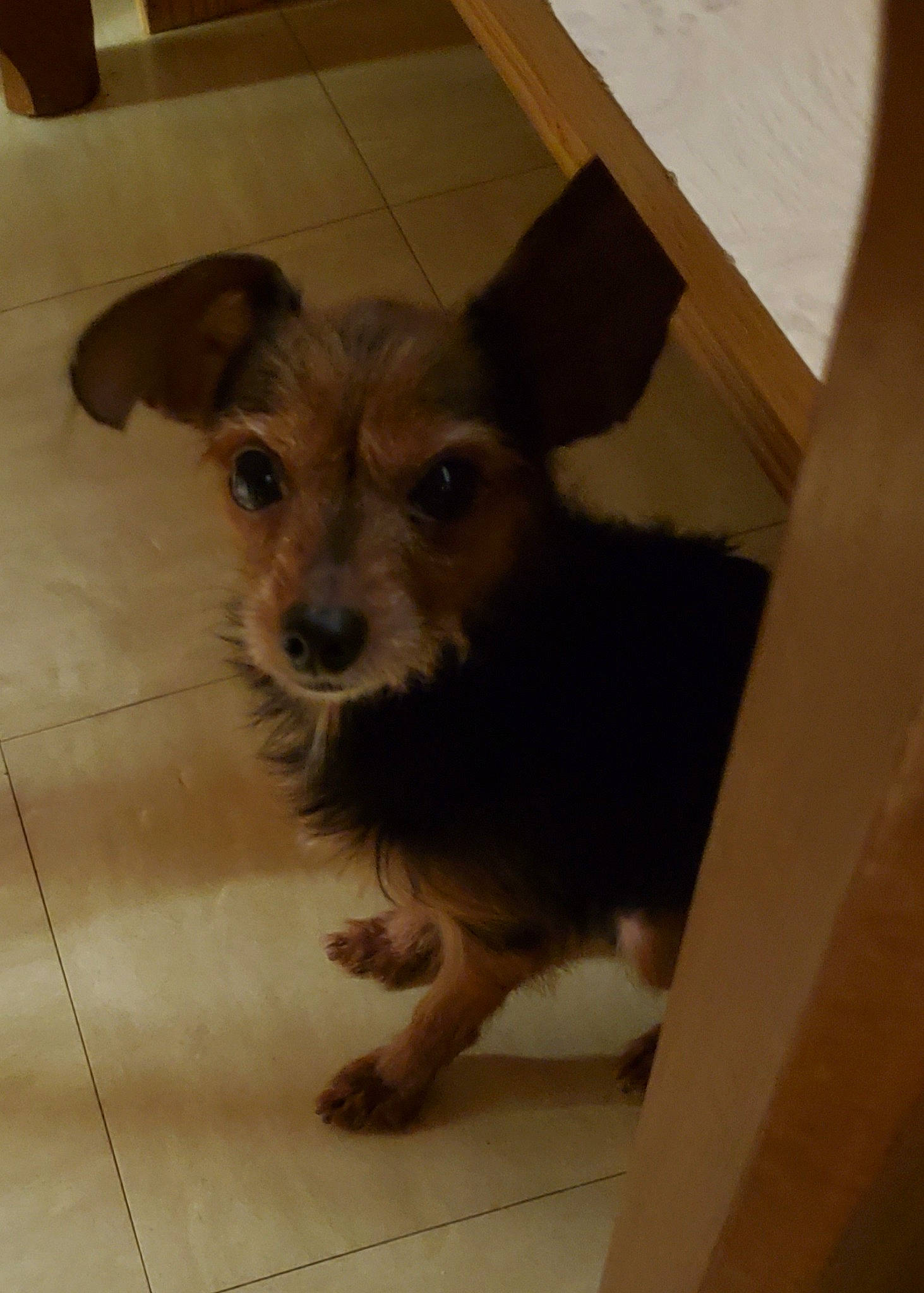 Iron Nelson Django a rejoint le concours — aidez-le/la à gagner de superbes lots ! beige, black, brown, canidae, carnivore, companion_dog, dog, dog_breed, fawn, floor, flooring, fur, liver, puppy, skin, snout, sporting_group, tan, terrier, working_animal