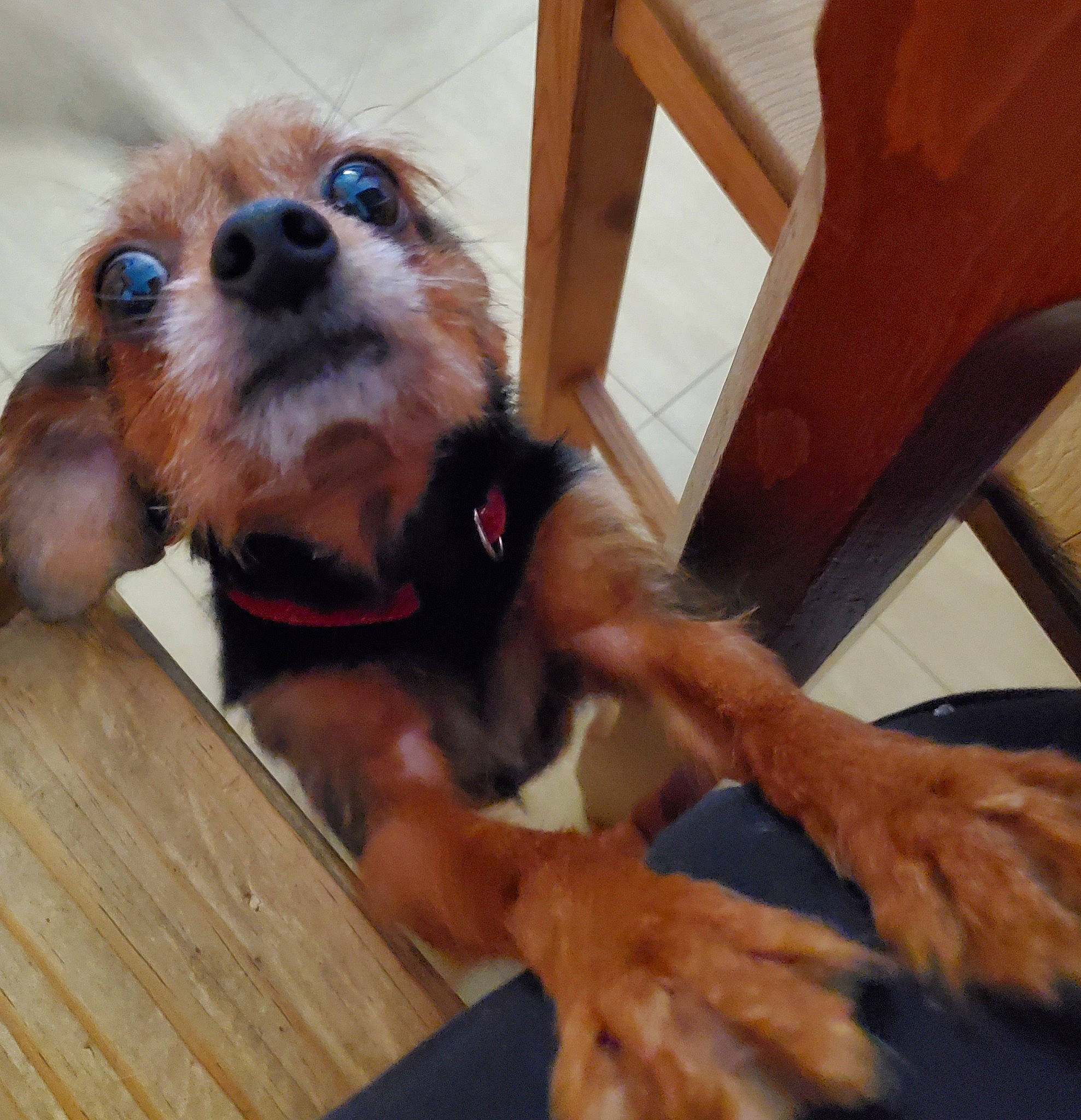 Nelson participe au concours pour gagner de l'argent avec cette photo : canidae, carnivore, companion_dog, dog, dog_breed, ear, fawn, fur, glasses, mammal, puppy, puppy_love, snout, sporting_group, toy_dog, vertebrate